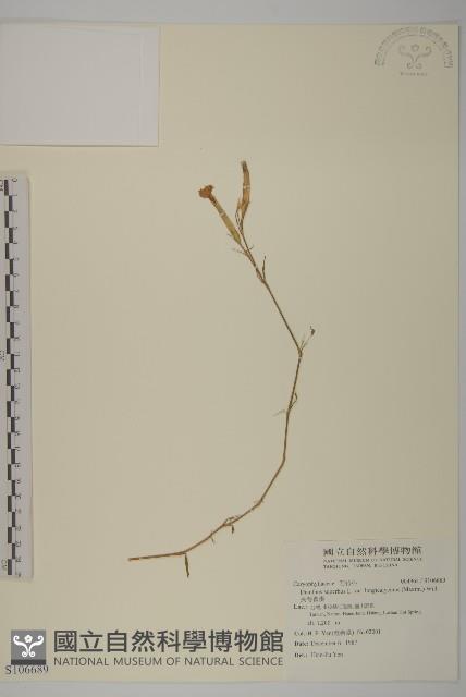 長萼瞿麥藏品圖，第1張