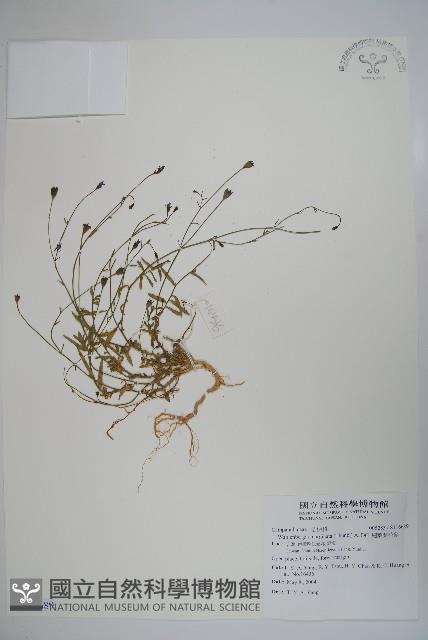 細葉蘭花參藏品圖，第1張