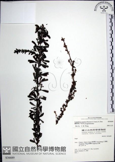 鐵掃帚、千里光藏品圖，第1張