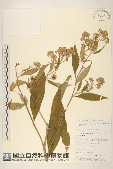 密花尾藥菊藏品圖，第1張