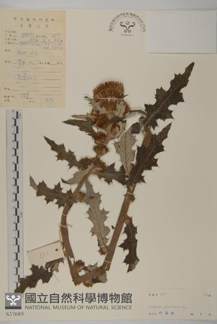 小薊藏品圖，第1張