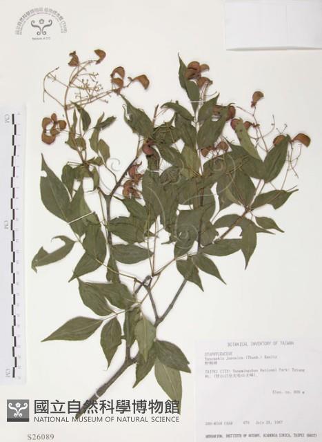 野鴉椿藏品圖，第1張