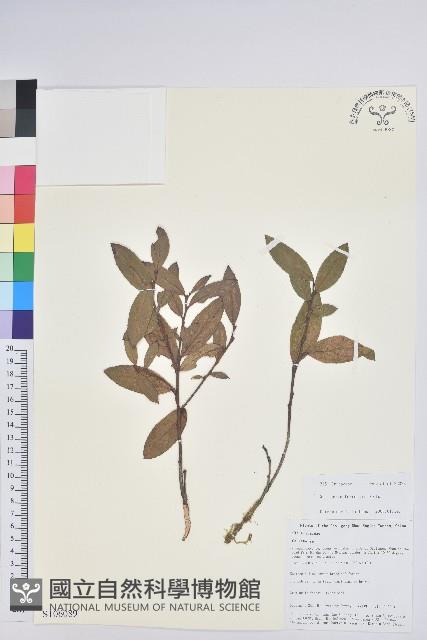 地檀香藏品圖，第1張