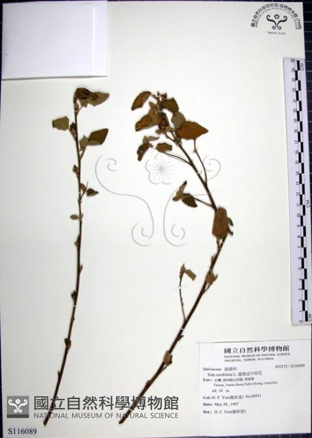 圓葉金午時花藏品圖，第1張