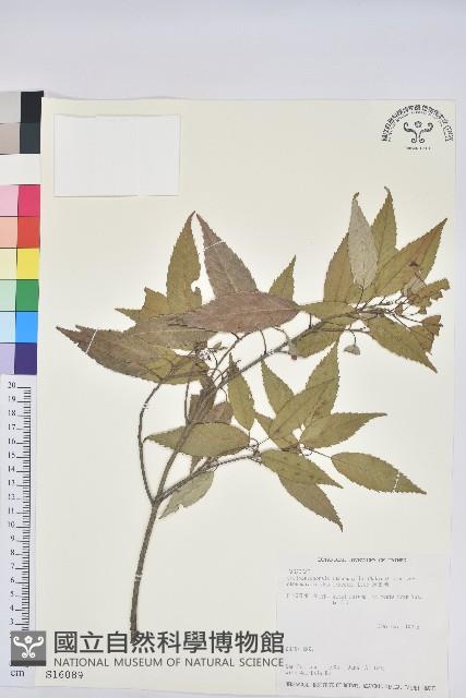 狹葉椆藏品圖，第1張