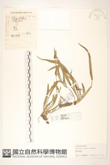 蒙古鴉蔥藏品圖，第1張