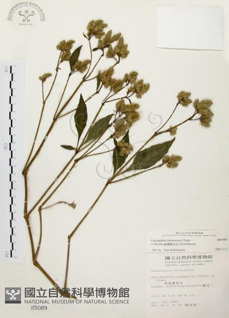 臺灣鱗球花藏品圖，第1張