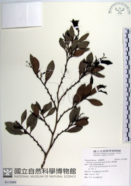 蚊母樹藏品圖，第1張