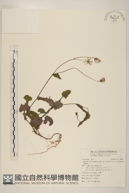 紫背草藏品圖，第1張