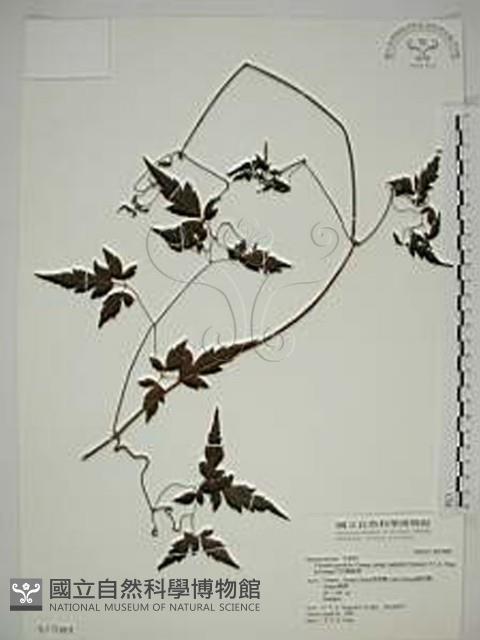 巴氏鐵線蓮藏品圖，第1張