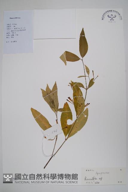 登錄號:S126789藏品圖，第1張