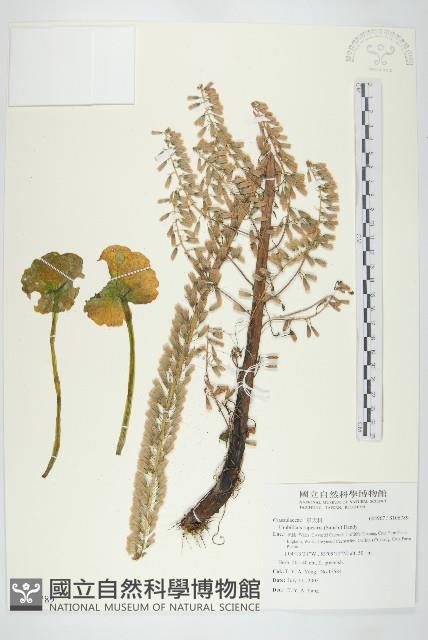 登錄號:S106789藏品圖，第1張