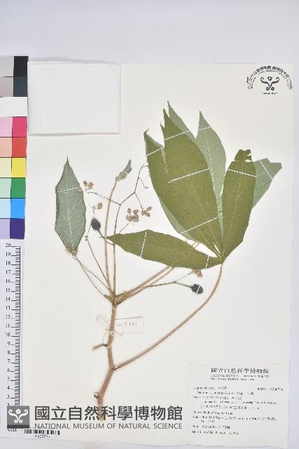 樹薯、木薯藏品圖，第1張