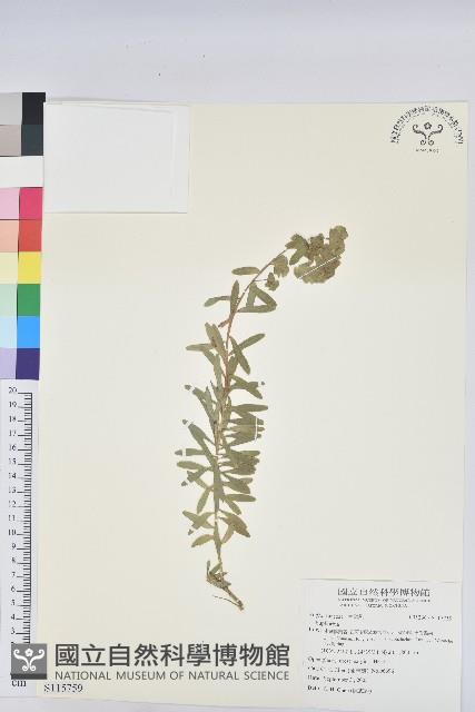 繅絲花藏品圖，第1張