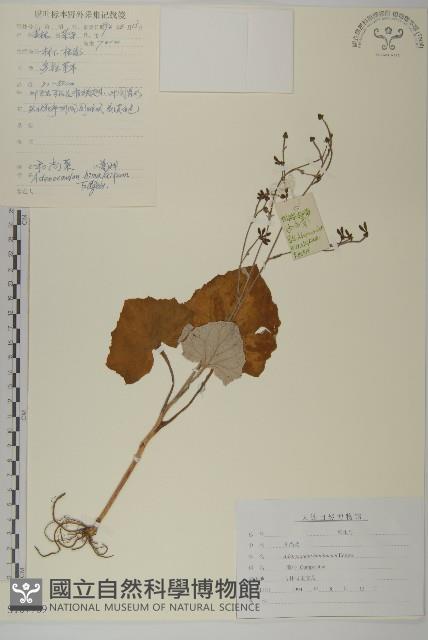 腺梗菜藏品圖，第1張