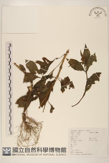 野茼蒿藏品圖，第1張