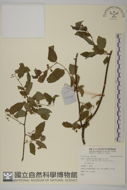 登錄號:S137789藏品圖，第1張