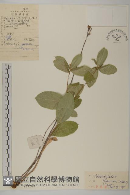 朝鮮蒼術藏品圖，第1張