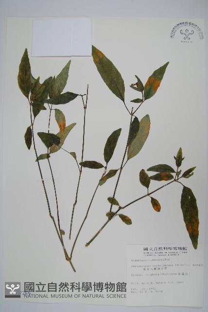 長花九頭獅子草、山藍藏品圖，第1張