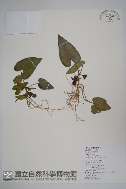 上花細辛藏品圖，第1張