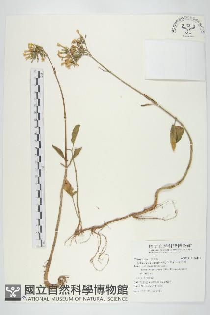 倒吊蓮藏品圖，第1張