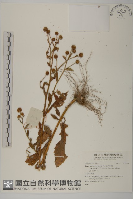 登錄號:S136489藏品圖，第1張