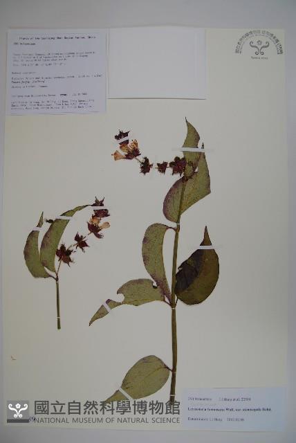 狹萼鬼吹簫藏品圖，第1張