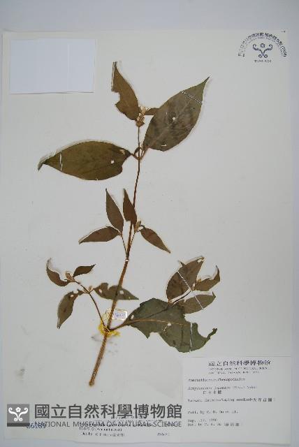 日本牛膝藏品圖，第1張