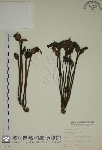 野菰藏品圖，第1張