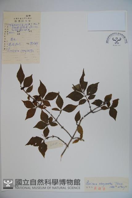 金花忍冬藏品圖，第1張