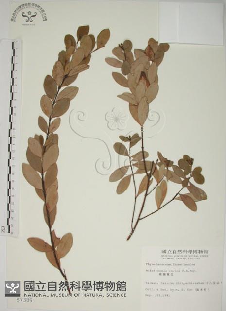 南嶺蕘花藏品圖，第1張