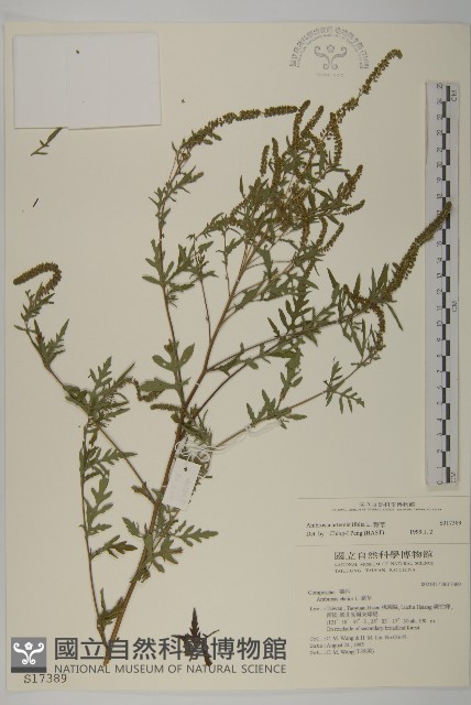 豬草、瘤果菊藏品圖，第1張