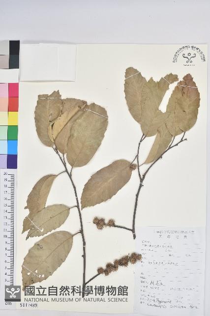 華南栲藏品圖，第1張