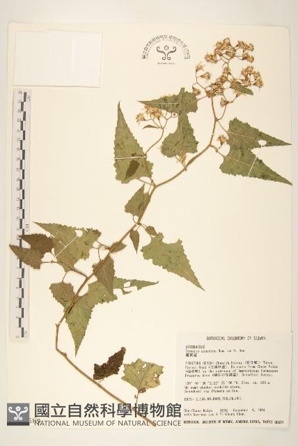 蔓黃菀藏品圖，第1張