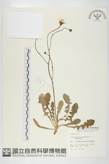 貓兒菊藏品圖，第1張