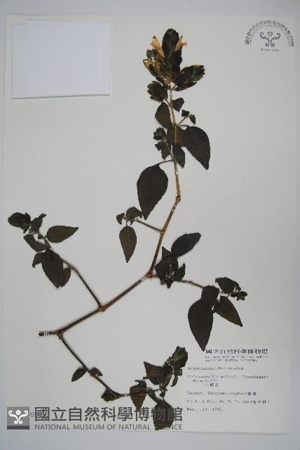 小蝦花藏品圖，第1張