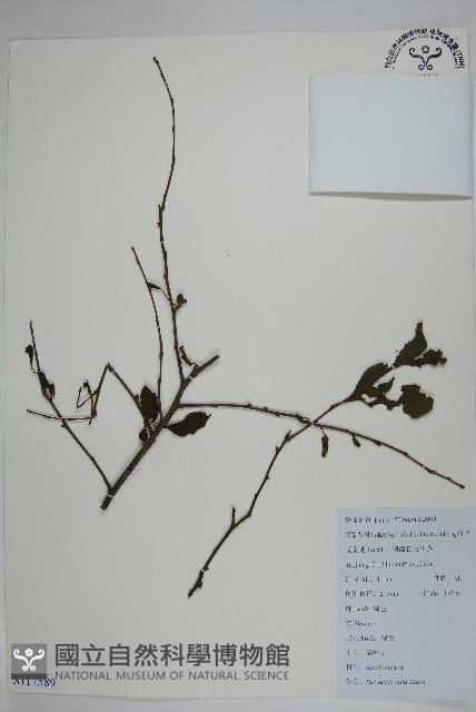 鼠李冬青、滿樹星藏品圖，第1張