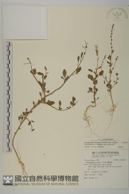 變葉藜藏品圖，第1張