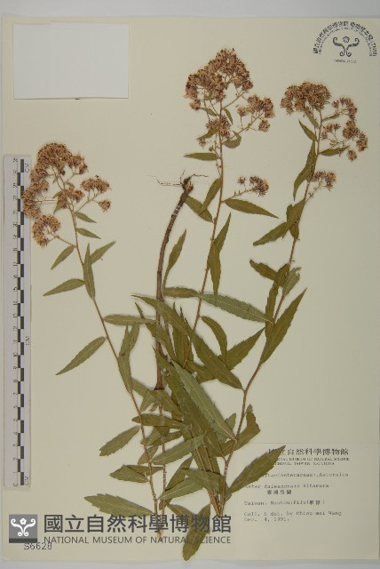 臺灣馬蘭藏品圖，第1張