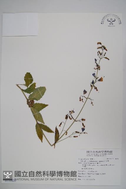 輪葉沙參藏品圖，第1張