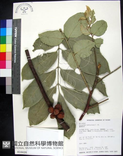 蘭嶼椌木藏品圖，第1張