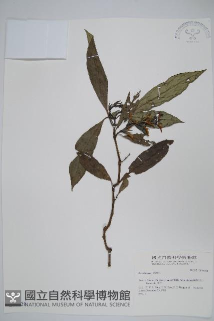 登錄號:S036628藏品圖，第1張