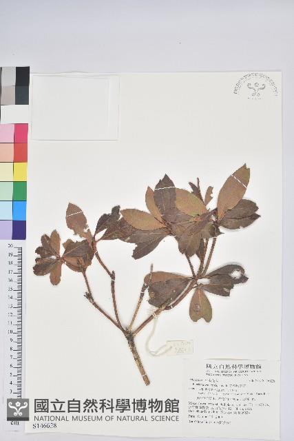 臺灣馬醉木藏品圖，第1張