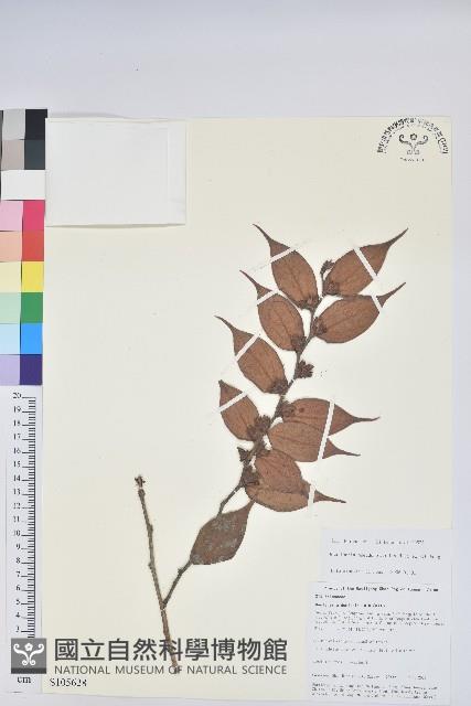 假短穗白珠藏品圖，第1張