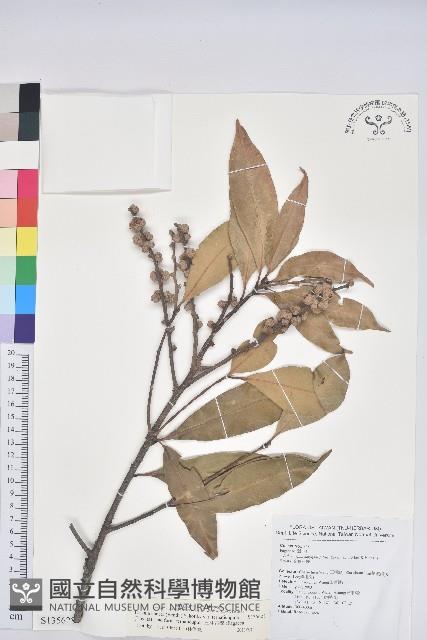 三斗石櫟藏品圖，第1張