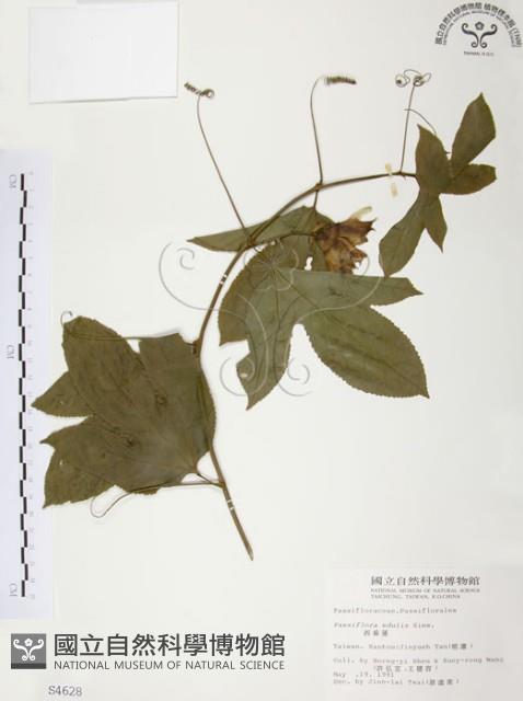 西番蓮、百香果藏品圖，第1張