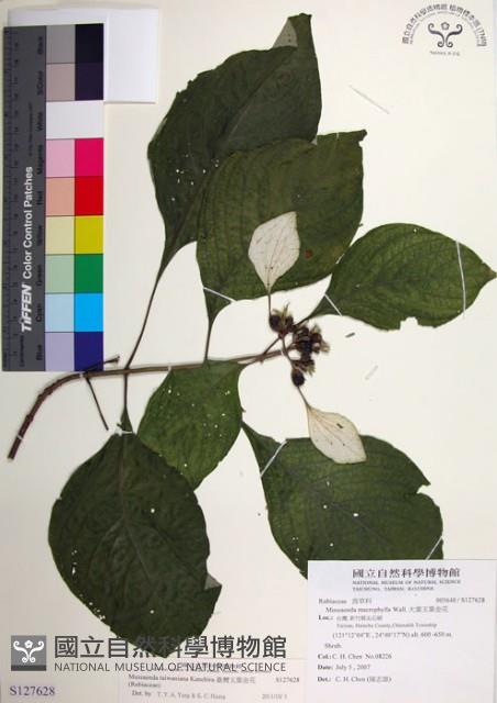 臺灣玉葉金花藏品圖，第1張