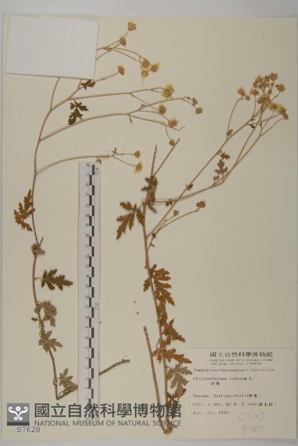 油菊藏品圖，第1張