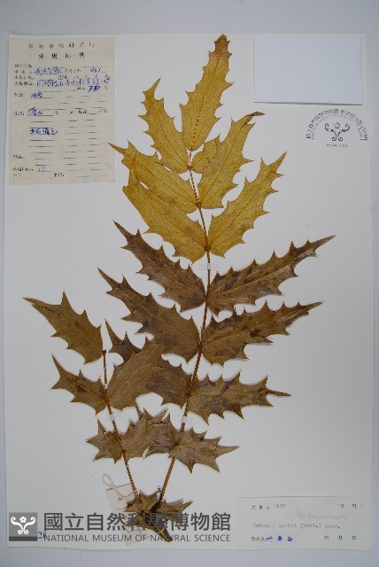 闊葉十大功勞藏品圖，第1張