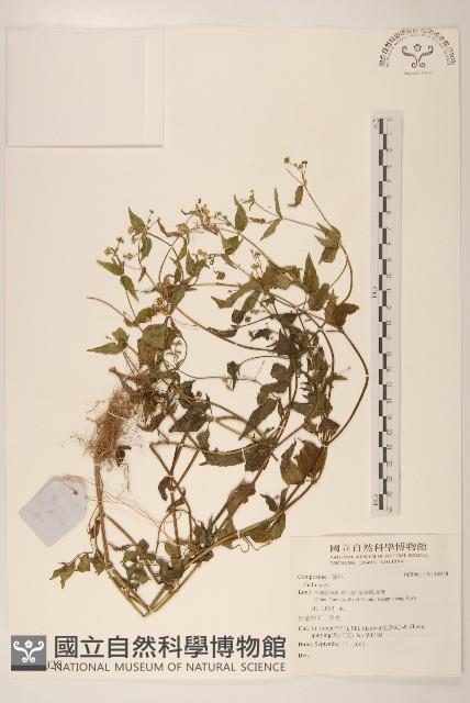 登錄號:S136028藏品圖，第1張